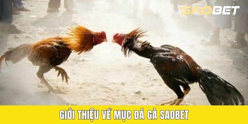 Giới thiệu về mục Đá gà SAOBET
